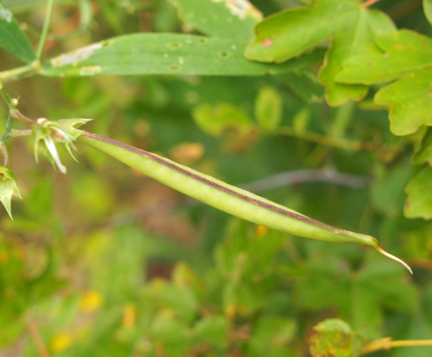 Everlasting-pea, Broad-leaved fruit